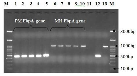 The neisserial 37 kDa ferric binding protein (FbpA)